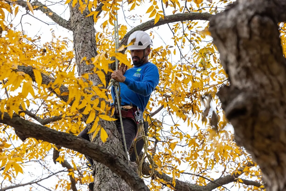 Skilled Tree Trimming crew working in Wadena